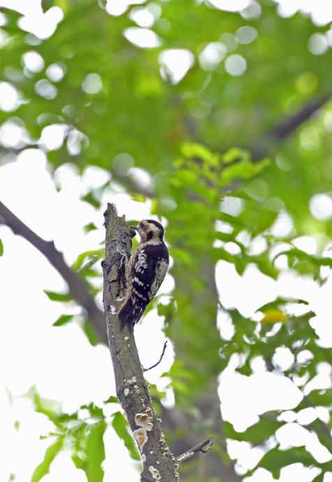 在世俗与自然之间穿行