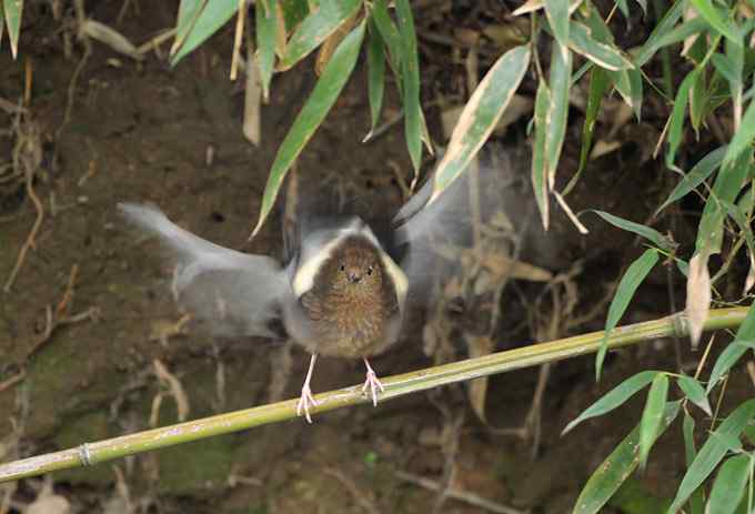 在世俗与自然之间穿行