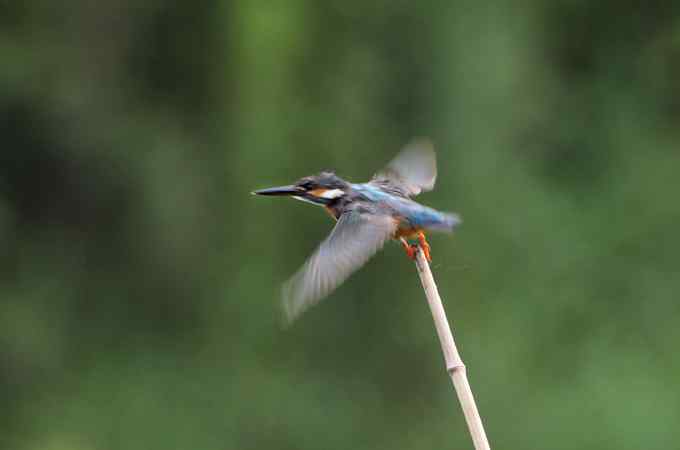 小小翠鸟，哥俩好，真可爱