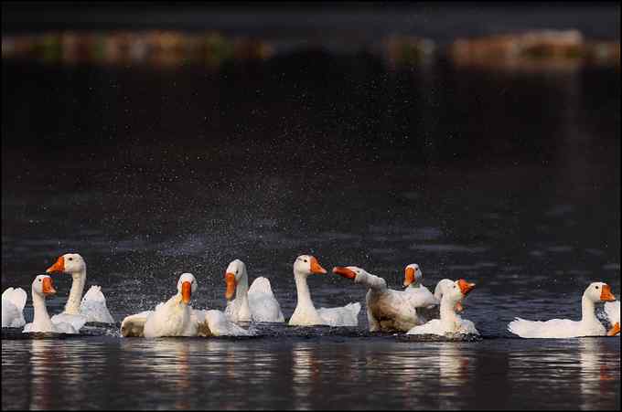 在小山村里拍家鸭家鹅