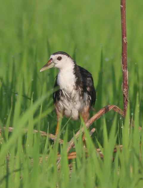 白胸苦恶鸟 湿地常见鸟