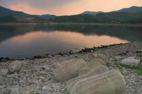 灰头麦鸡，又是 “全球性近危”！