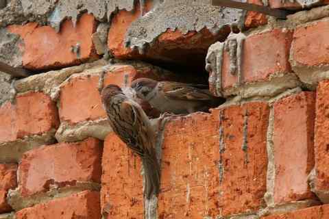 恩爱的麻雀夫妇