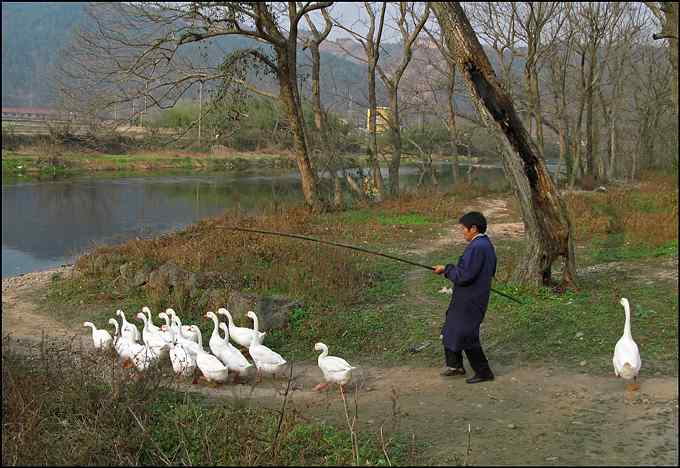 在小山村里拍家鸭家鹅