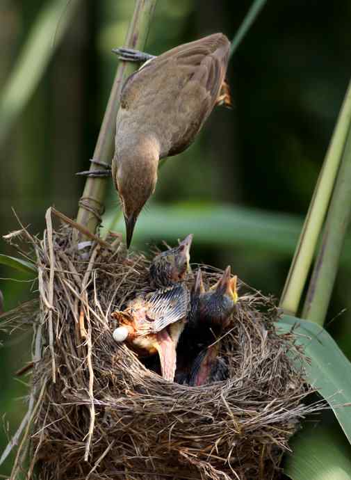 请注意小鸟的屁股！