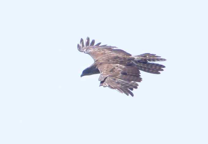 强逆光下的鹰雕