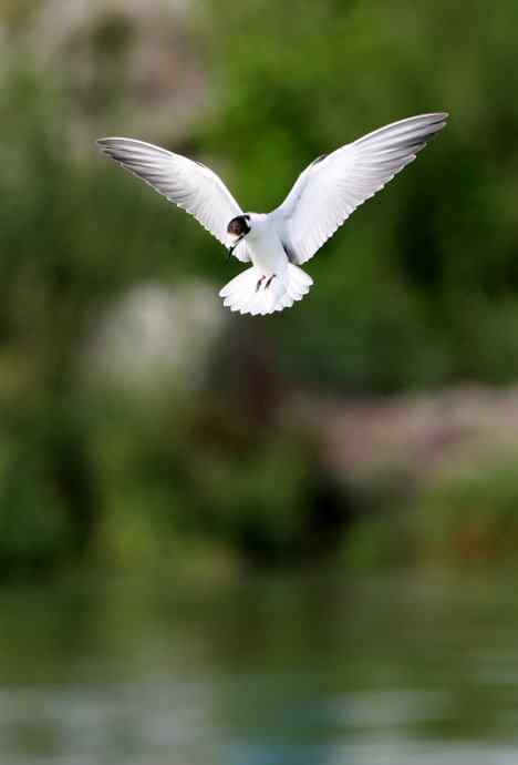 白翅浮鸥是燕鸥的一种