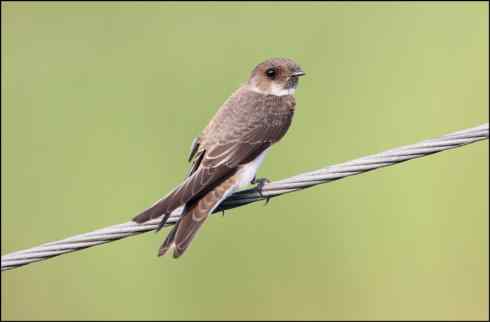 第三种燕子 崖沙燕