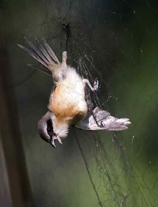 公园里竟有捕鸟网，可恶的很！