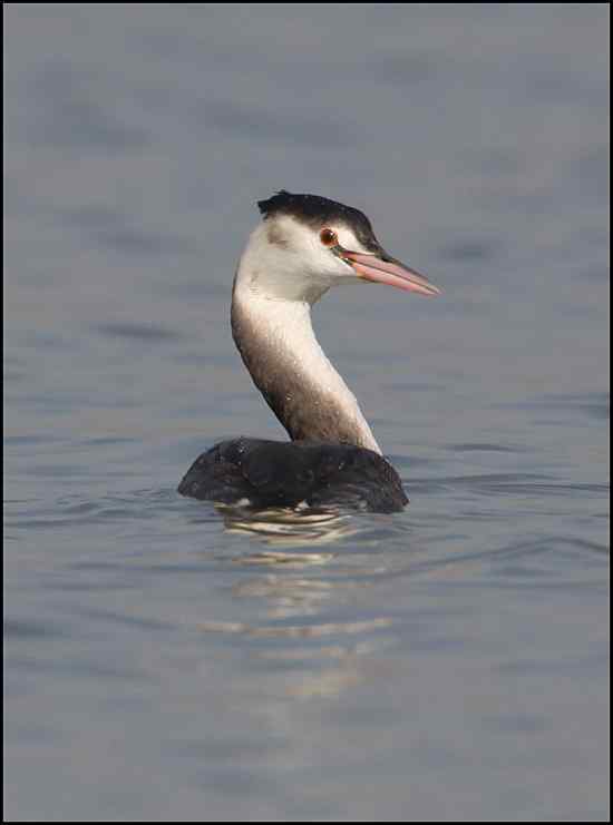 秀秀俺的脖子 凤头鸊鷉