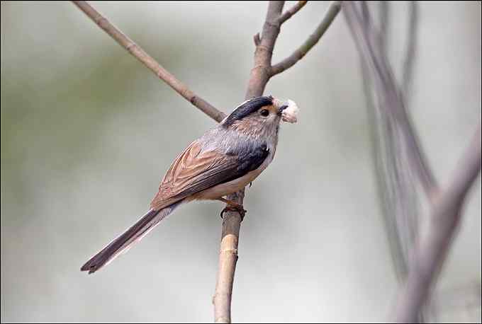 再拍银喉长尾山雀