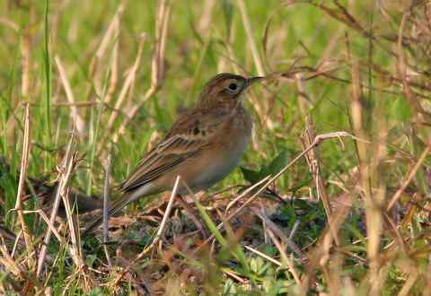 人有理学家，鸟有理氏鹨 黑水鸡
