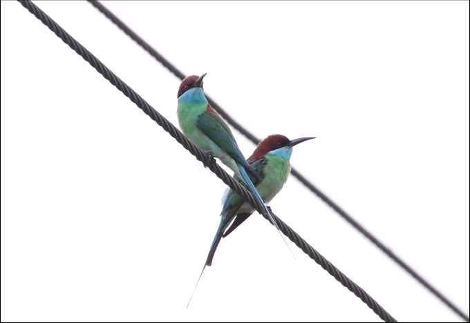 鱼狗与蜂虎——董寨拍鸟系列之二