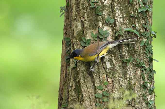 靛冠噪鹛——婺源拍鸟系列之二