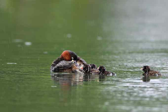 小鸊鷉一家的幸福生活