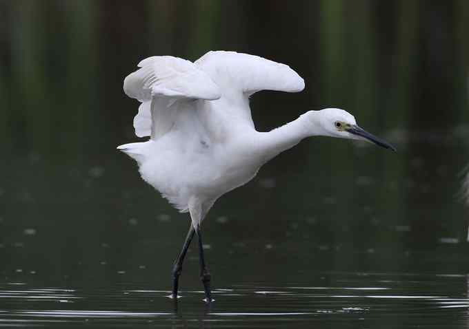 白鹭也是鸟 只有白鹭可以拍摄