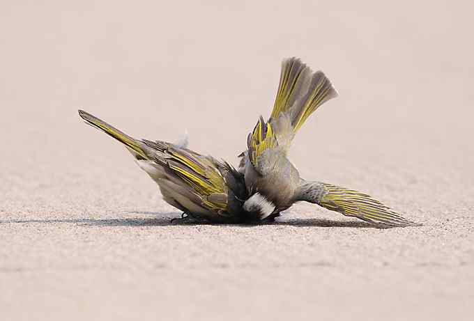 两只小鸟上演“马路凶杀案”