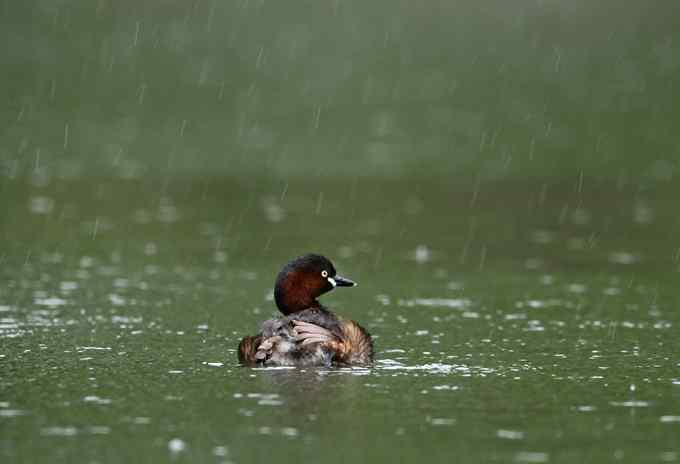 小鸊鷉一家的幸福生活