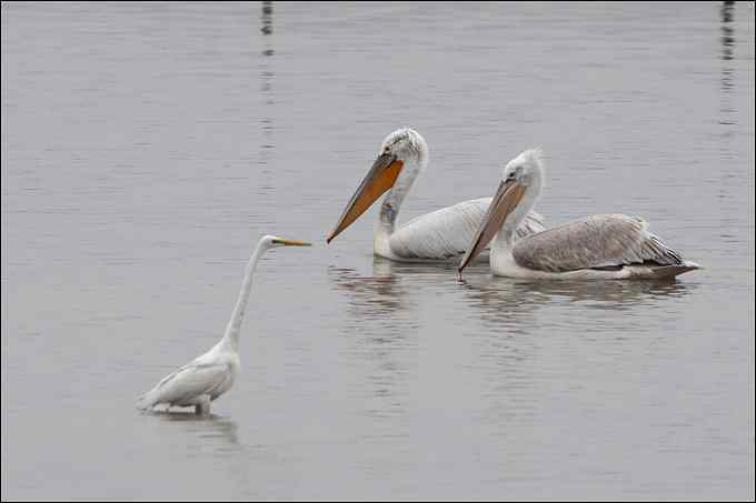 我与鹈鹕有个约会