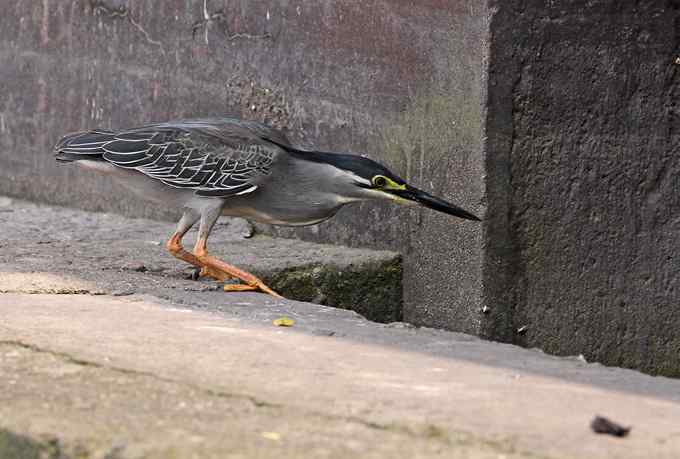 绿鹭,专心致志的渔夫 绿鹭,专心致志的渔夫