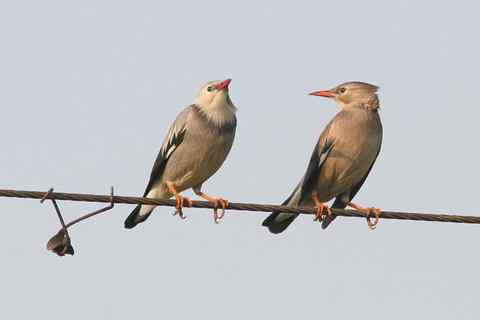 丝光椋鸟 谈恋爱