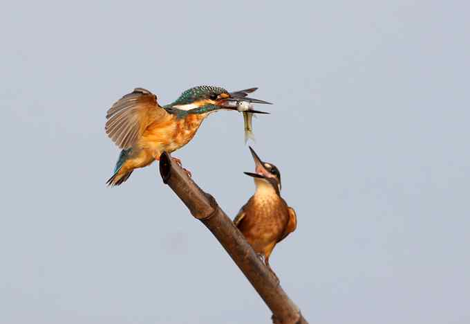 小翠鸟争鱼 摄影师拍鸟最富戏剧性的一瞬间