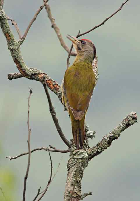 啄木鸟——婺源拍鸟系列之三 啄木鸟——婺源拍鸟系列之三