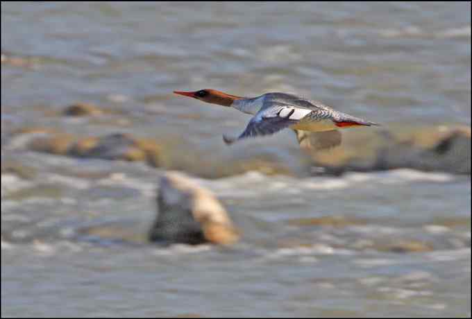 中华秋沙鸭！国宝级的鸟类！