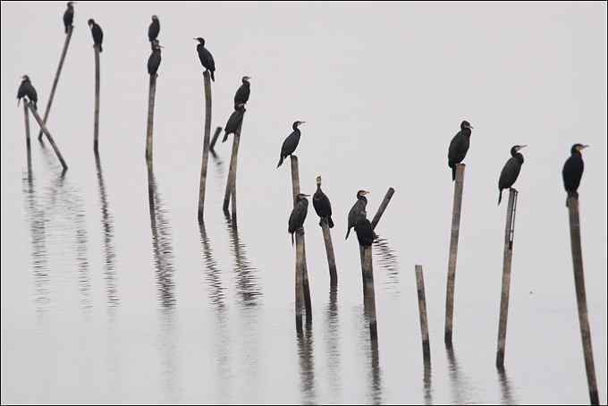 鸬鹚，善于潜水捕鱼