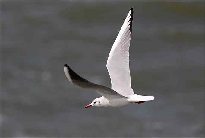 观鸟拍片 成败一瞬间