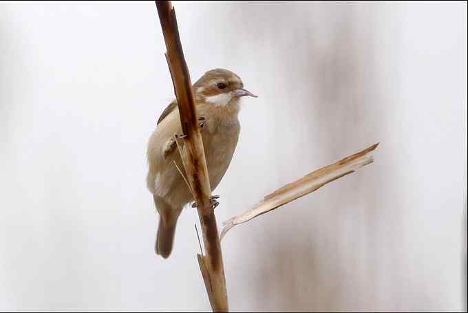 过瘾!银喉长尾山雀 过瘾!银喉长尾山雀