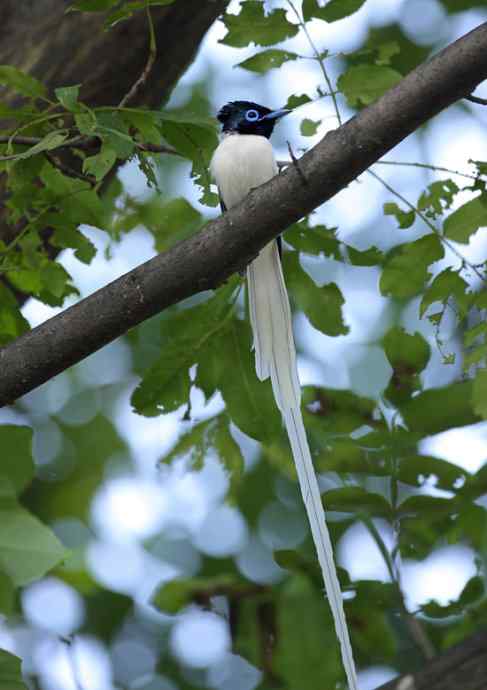 董寨 飘逸的白寿带