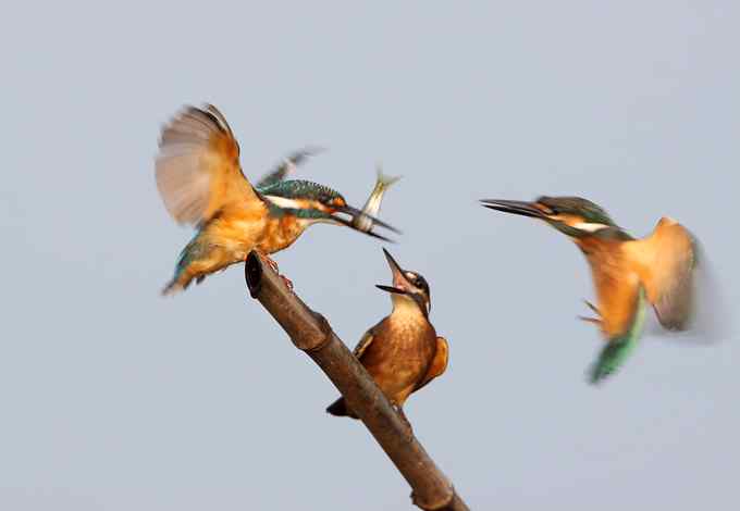 小翠鸟争鱼 摄影师拍鸟最富戏剧性的一瞬间
