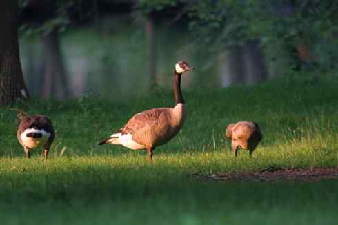 在美国拍了20多种鸟