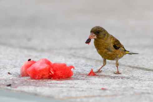 吃西瓜籽的金翅雀