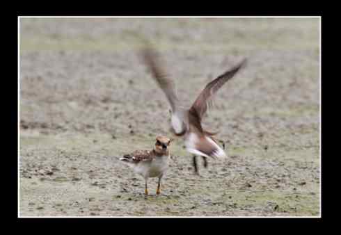 斗鸻？斗狠！金眶鸻