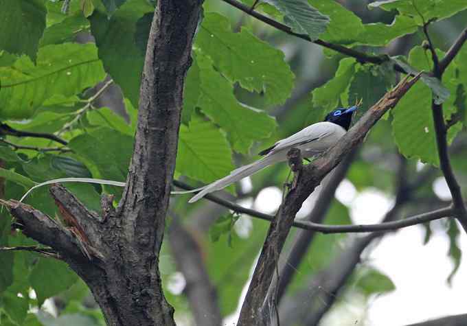 白寿带——董寨拍鸟系列之一