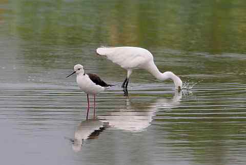 魔鬼身材的黑翅长脚鹬