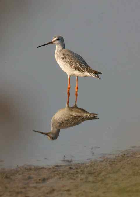 漂亮模特：红脚鹬