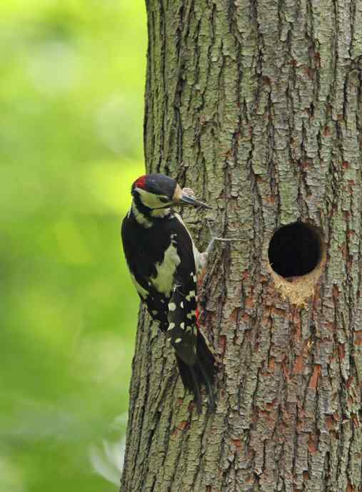 啄木鸟——婺源拍鸟系列之三 啄木鸟——婺源拍鸟系列之三