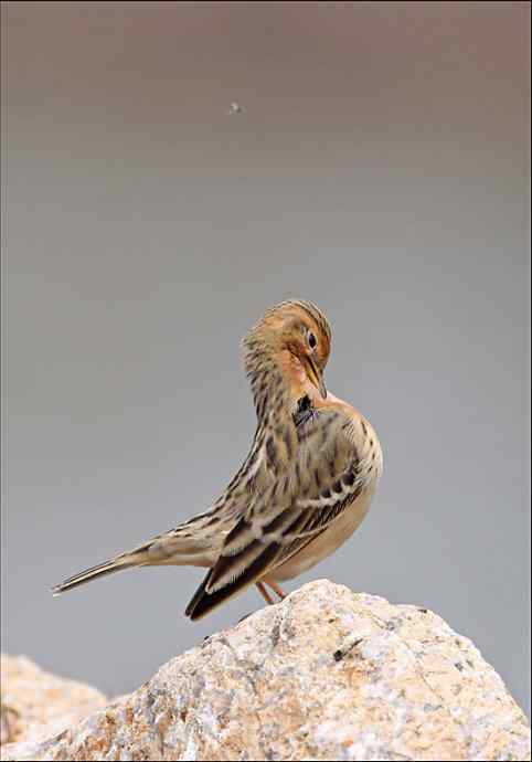 迁徙的季节又来了 红喉鹨