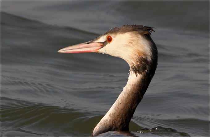 凤头鸊鷉 真的觉得它好妩媚