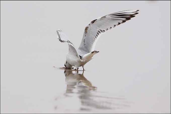 吃沙蚕的黑嘴鸥：我扯我扯，我扯扯扯！