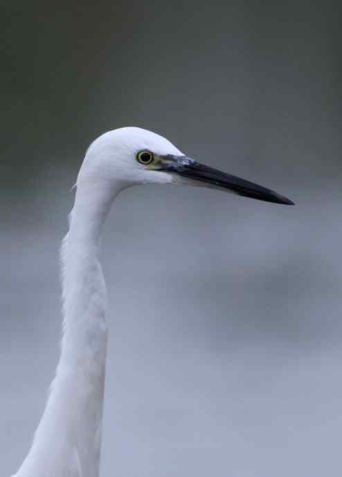 白鹭也是鸟 只有白鹭可以拍摄