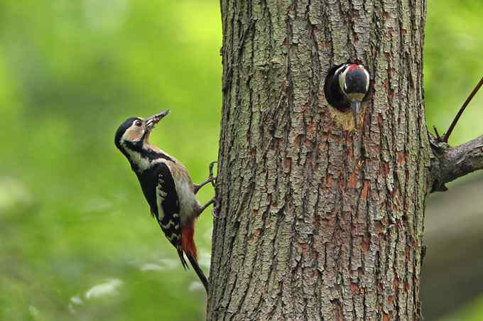 啄木鸟——婺源拍鸟系列之三