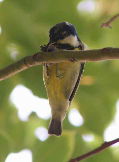 新鸟种：黄腹山雀