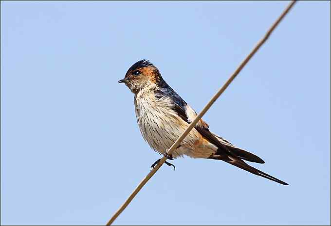 红头长尾山雀叼着一只蜘蛛！