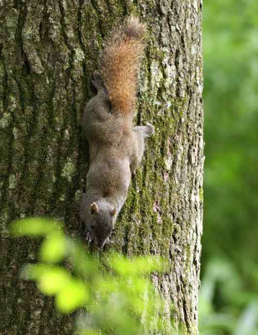 靛冠噪鹛——婺源拍鸟系列之二