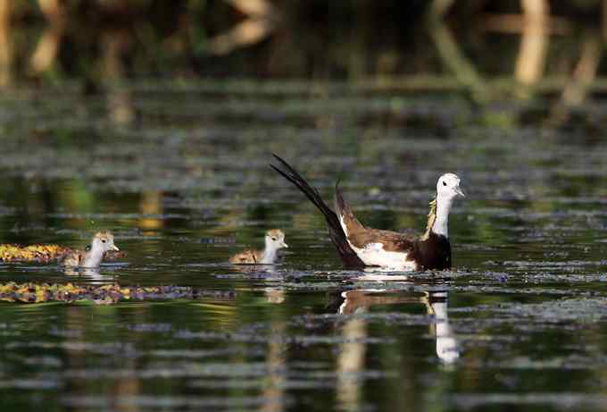 水雉 水凤凰的故事