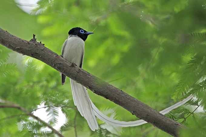 白寿带——董寨拍鸟系列之一